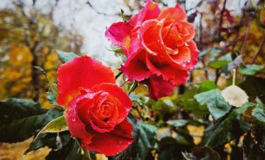 Розы в монастыре